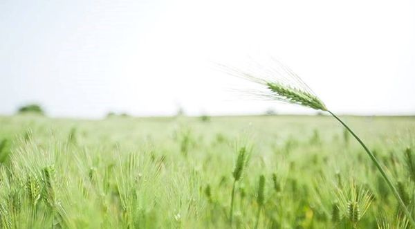 14341574_338894423117473_327291842_n_grande 14341574 338894423117473 327291842 n grande