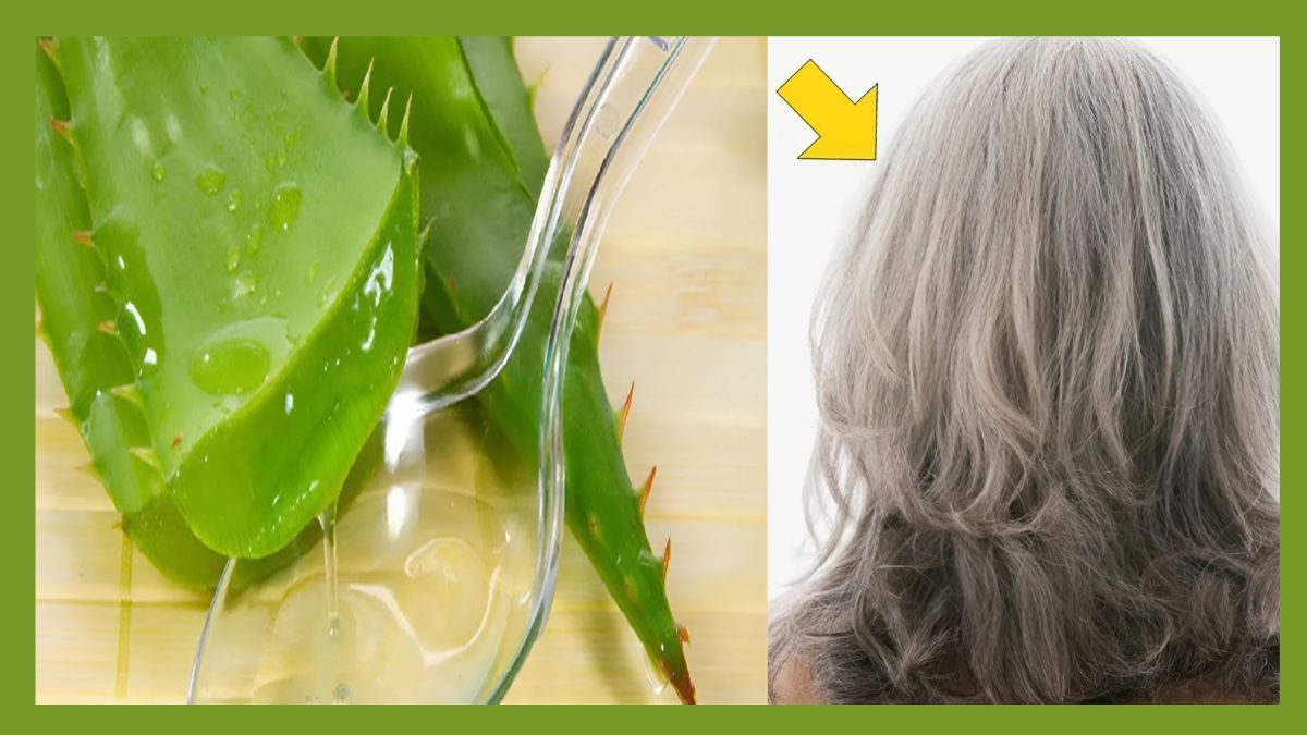 Lá nha đam với gel và mái tóc màu xám, có mũi tên màu vàng chỉ vào tóc.
