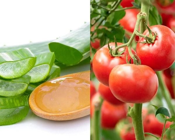 Mặt nạ cà chua và nha đam giúp làm giảm các dấu hiệu tuổi tác