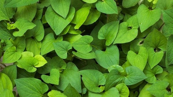 Mặt nạ rau diếp cá dễ làm, đơn giản