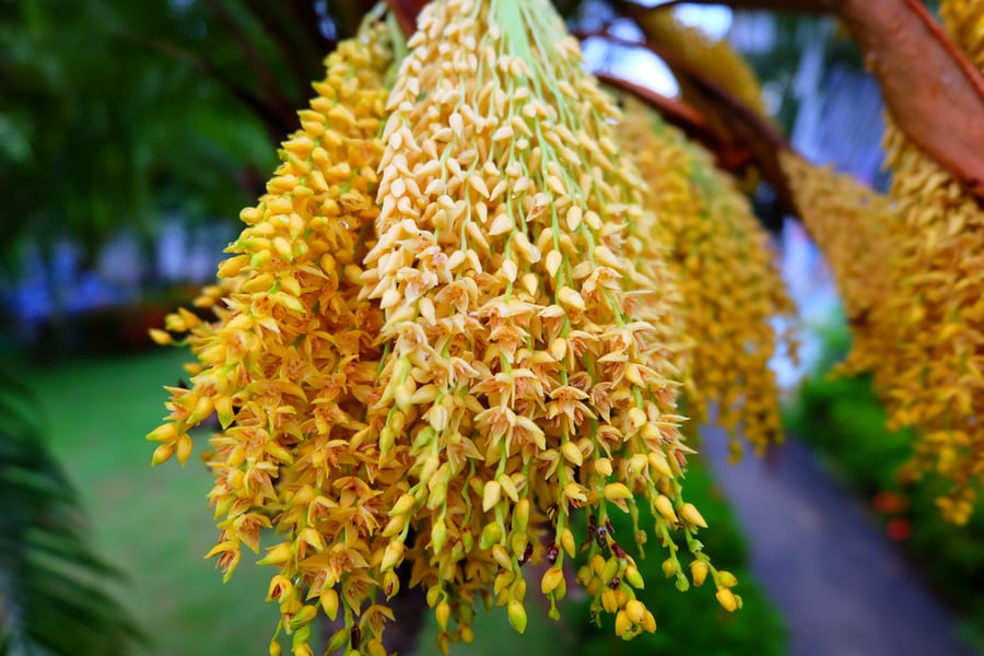Cận cảnh chùm hoa màu vàng đang nở rộ trên cây, nền là cảnh quan xanh tươi.