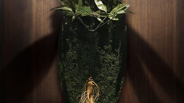 Bức tường gỗ ph&iacute;a sau một tấm k&iacute;nh h&igrave;nh bầu dục, b&ecirc;n trong c&oacute; c&acirc;y v&agrave; một rễ lớn nằm dưới c&ugrave;ng.